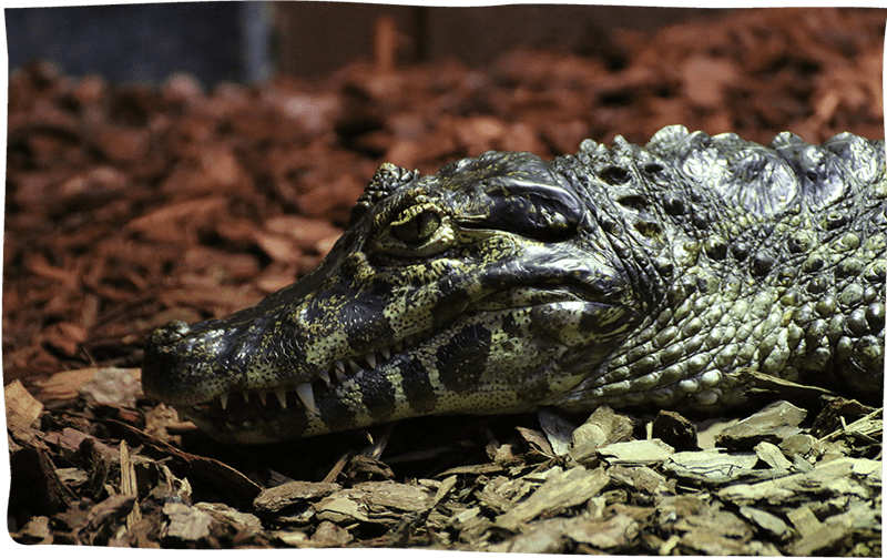 Adult Croc Keeper