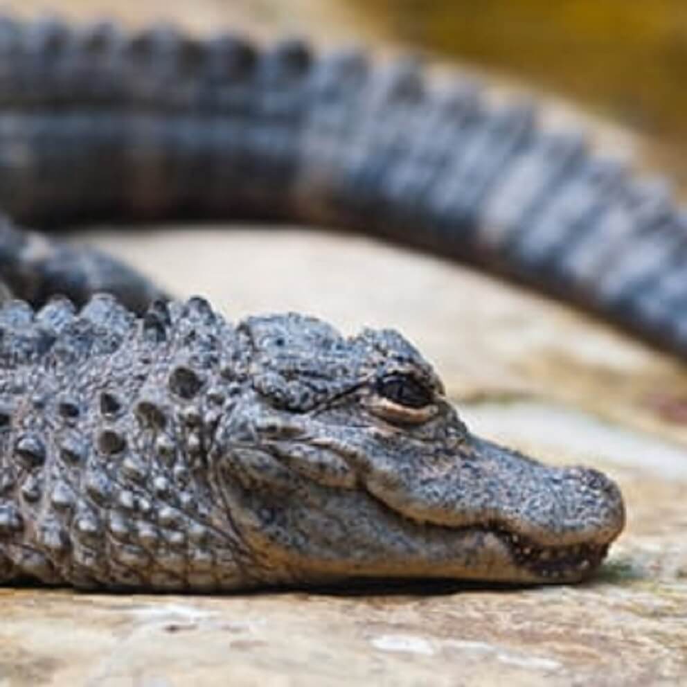 Chinese Alligator | Crocodiles Of The World