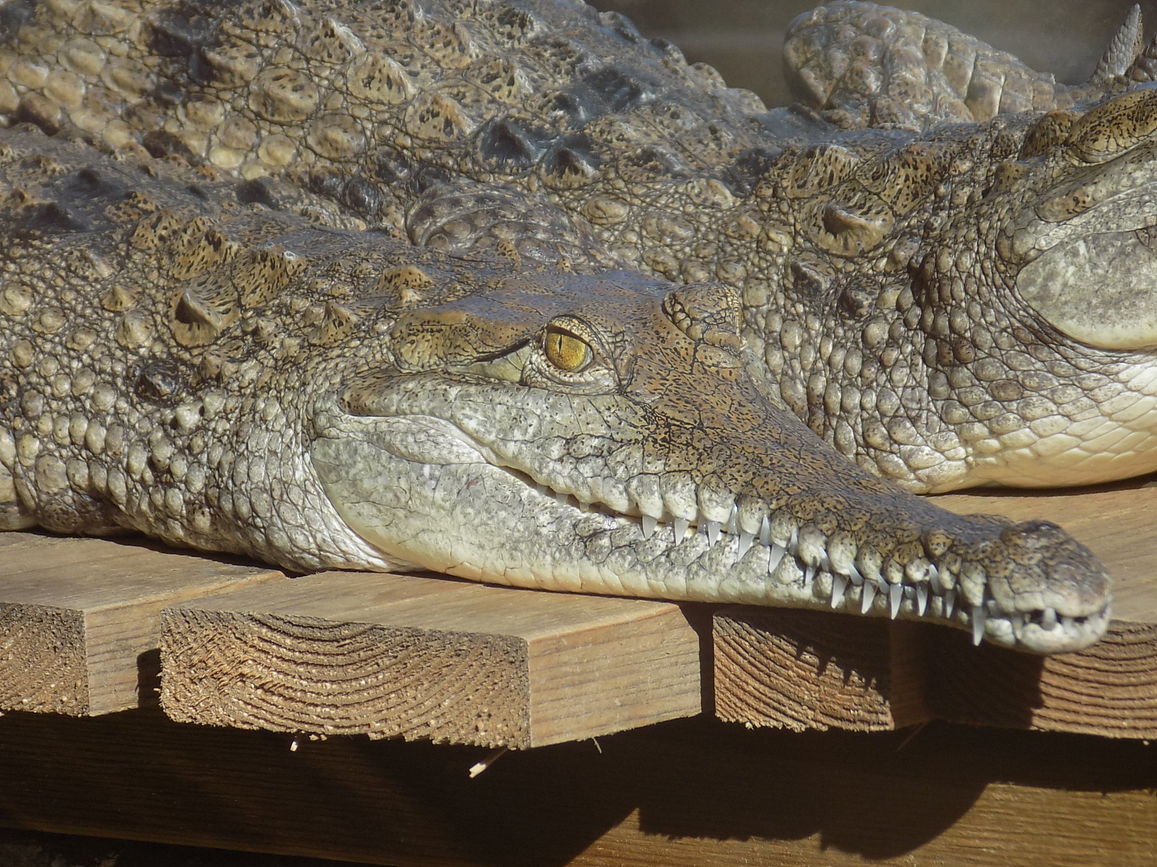 Freshwater Crocodile | Crocodiles Of The World