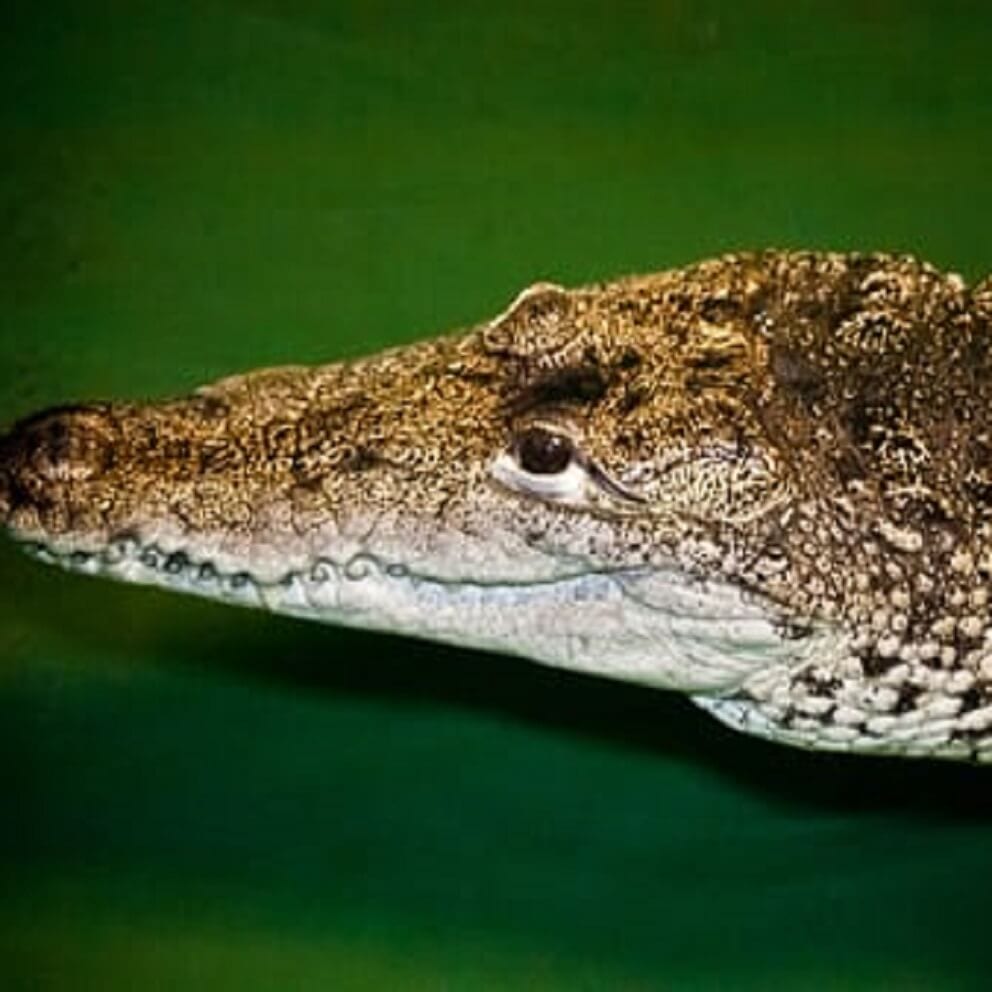 Morelet’s Crocodile