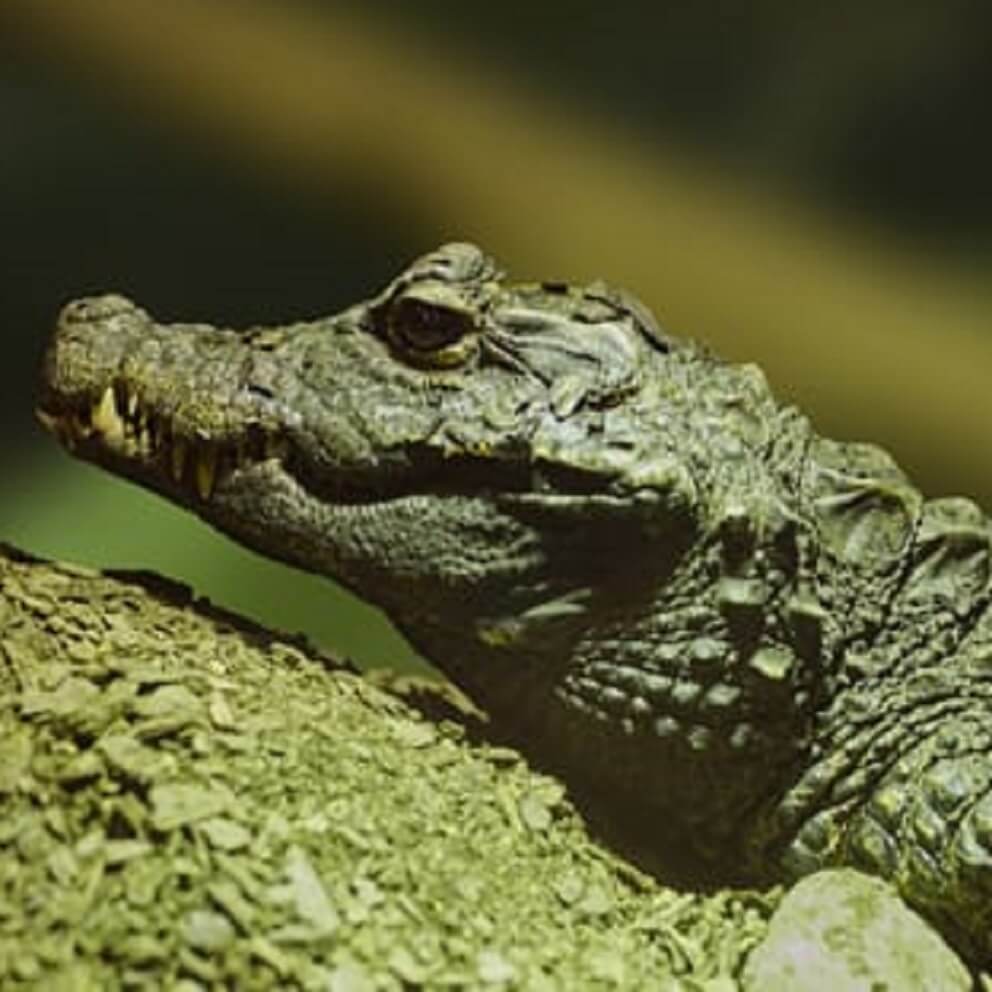 West African Dwarf Crocodile