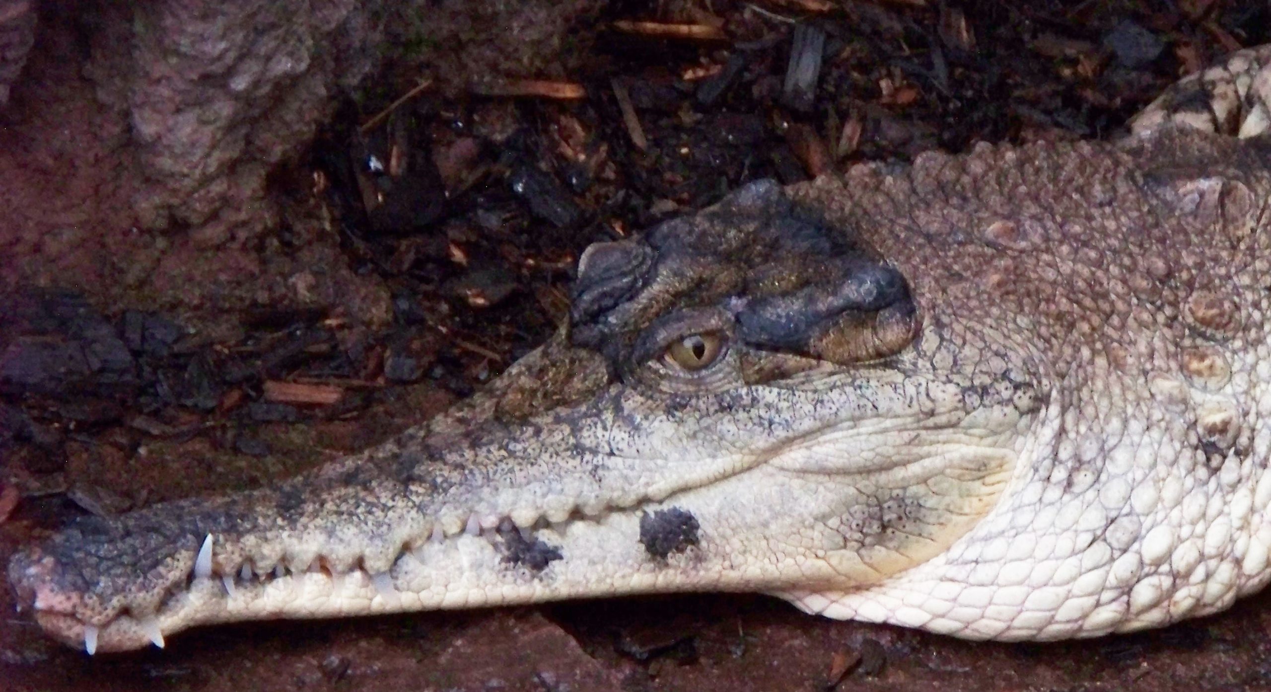 Slender-Snouted Crocodile