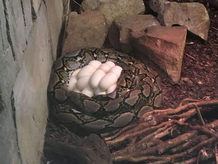 It's not everyday you see a reticulated python laying eggs… | Crocodiles Of  The World