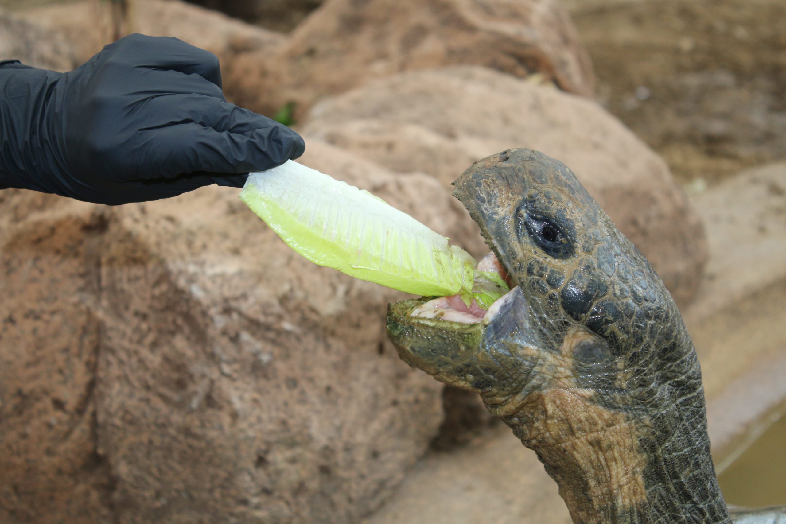 Giant Galapagos Tortoise Experience